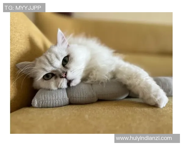 猫咪踢足球大赛精彩瞬间集锦让你捧腹大笑的明星视频合集 猫咪踢足球大赛精彩瞬间集锦让你捧腹大笑的明星视频合集